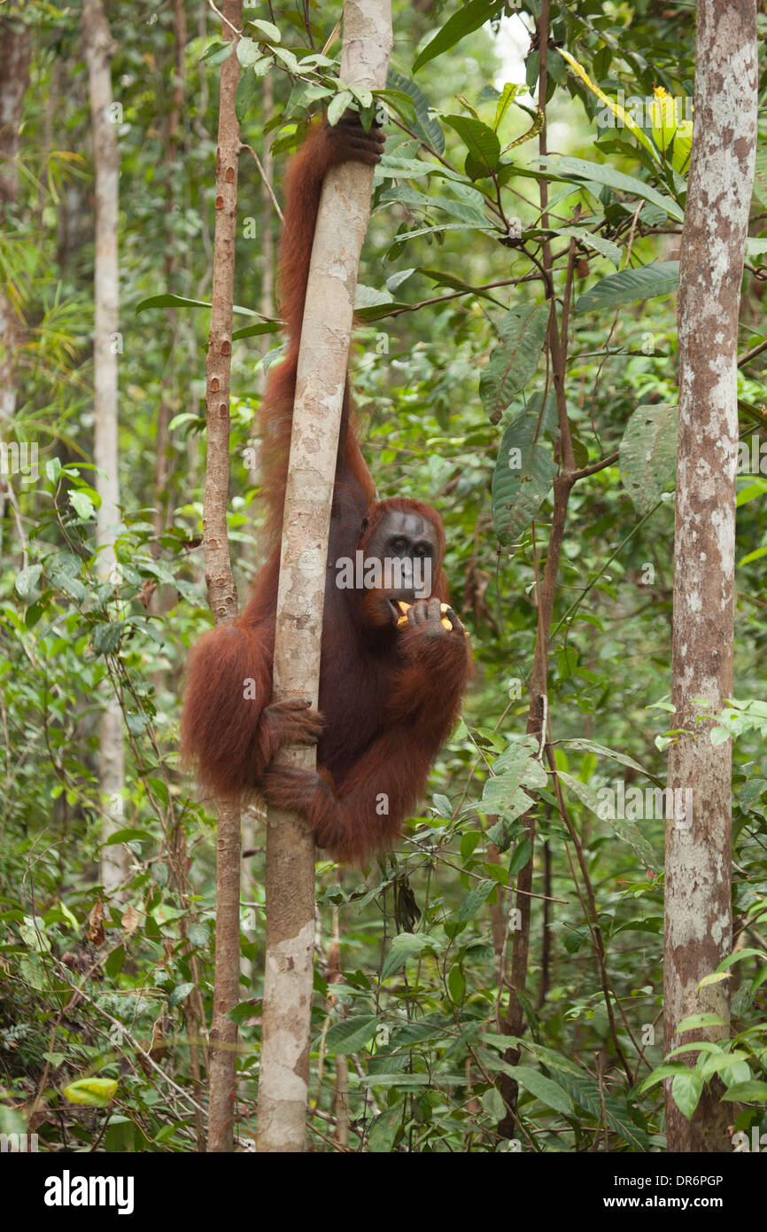 Bornean sauvage Orangutan (Pongo pygmaeus) sur les arbres en forêt manger des bananes du programme d'alimentation complémentaire Camp Leakey Banque D'Images