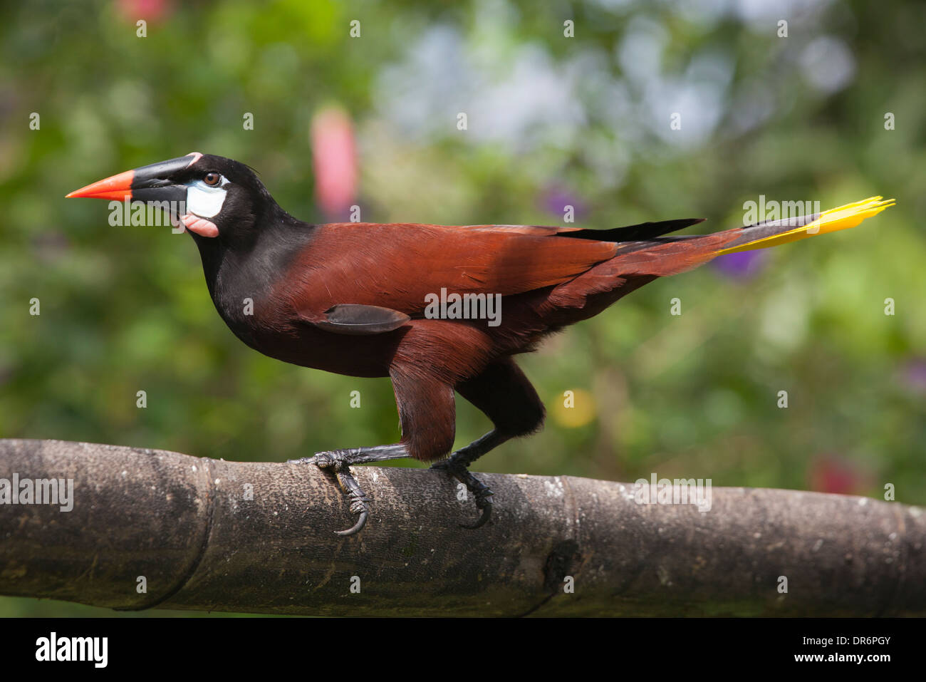Montezuma Oropendola (Psarocolius montezuma) perchée sur une branche d'arbres dans la forêt tropicale du nord du Costa Rica Banque D'Images