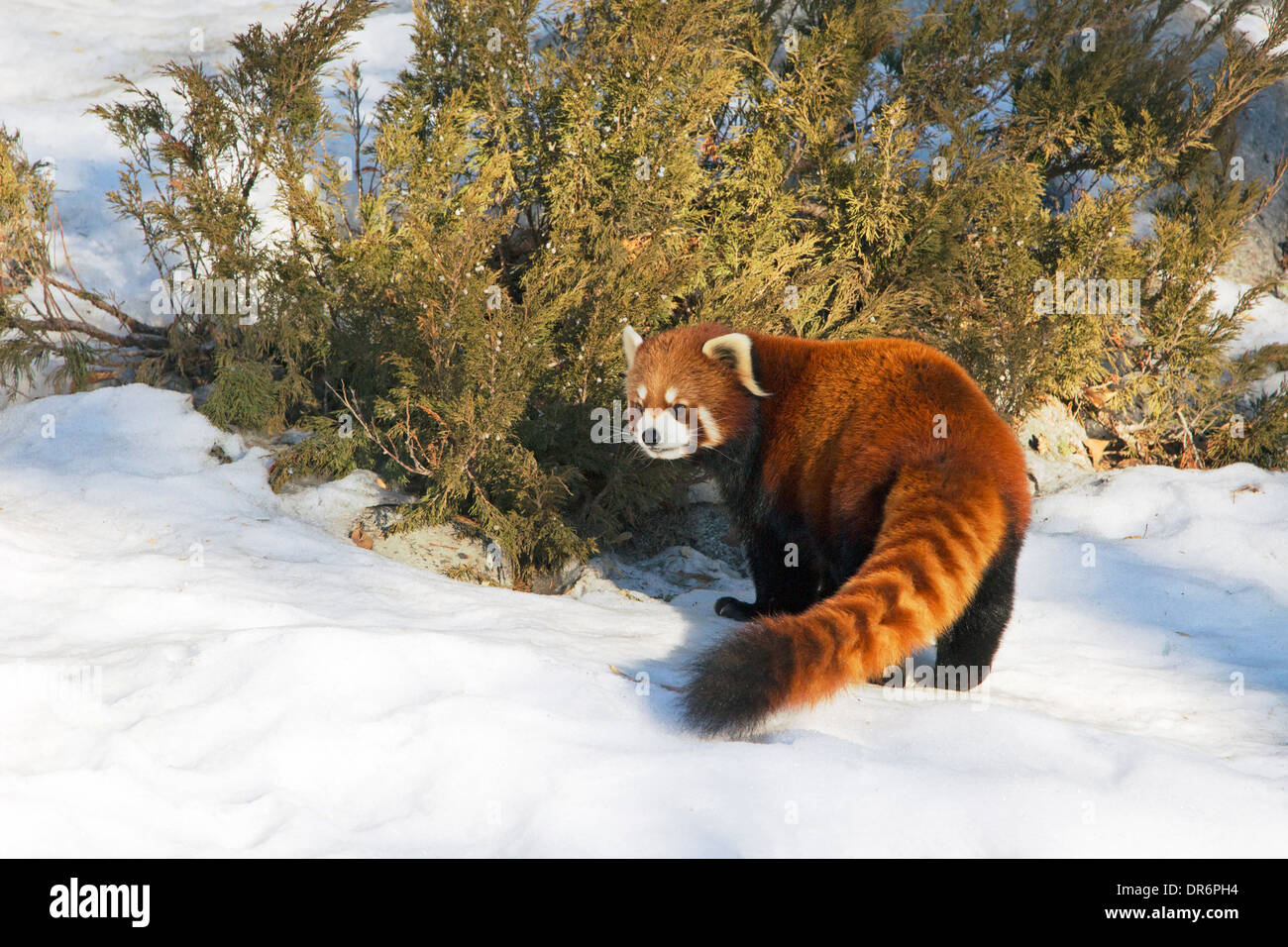 Panda rouge (Ailurus fulgens) sur la neige en hiver Banque D'Images