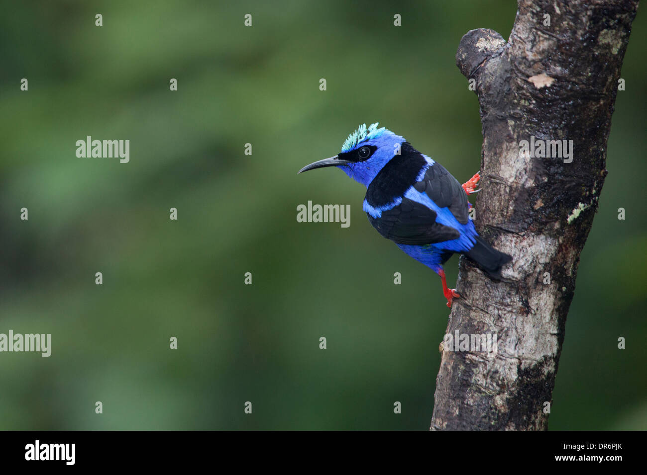 Cyanerpes cyaneus (Cyanerpes cyaneus) perchée sur une branche d'arbre dans la province d'Alajuela, au nord du Costa Rica Banque D'Images