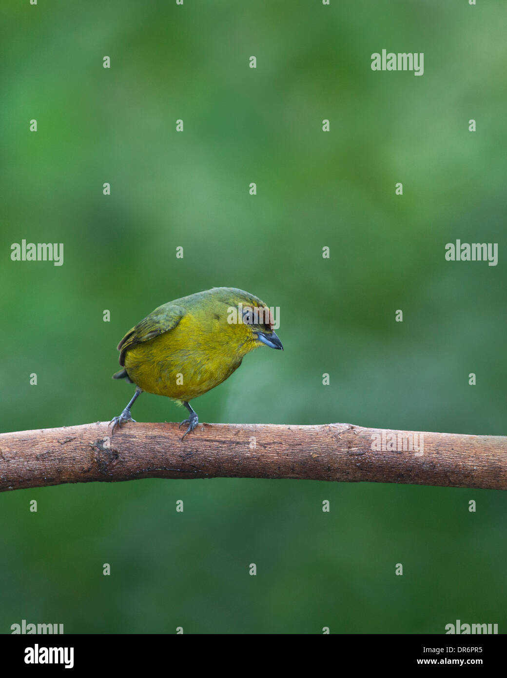 Soutenu par l'Olive (Euphonia Euphonia gouldi) Femmes Banque D'Images