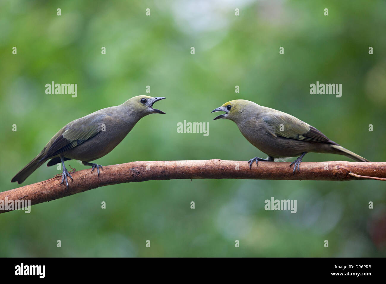 Palm Tanagers (Thraumis palmarum), perché sur une branche dans une forêt tropicale d'Amérique centrale Banque D'Images