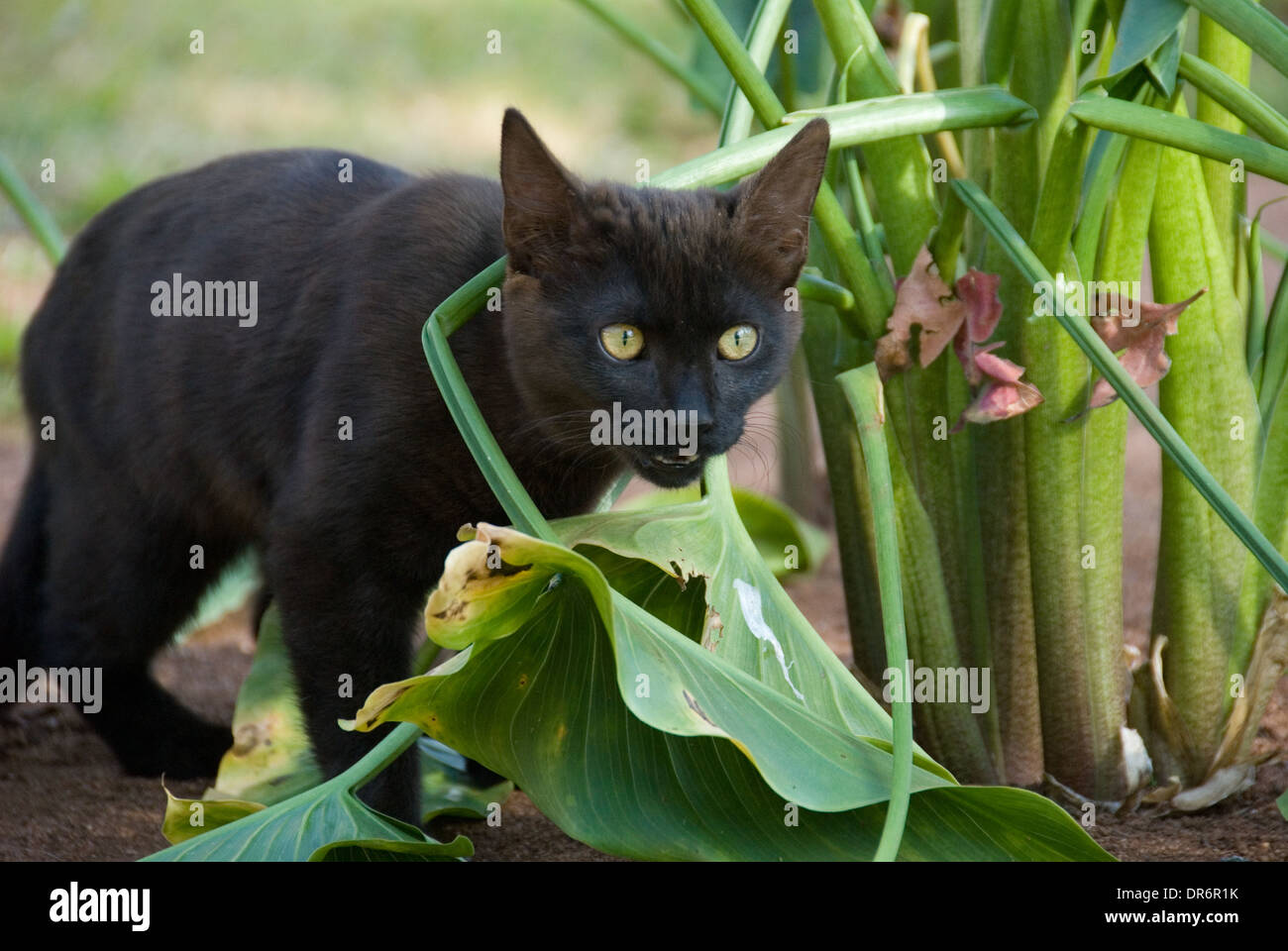 Petit chaton noir à l'extérieur traquant un oiseau. Chat sauvé Banque D'Images