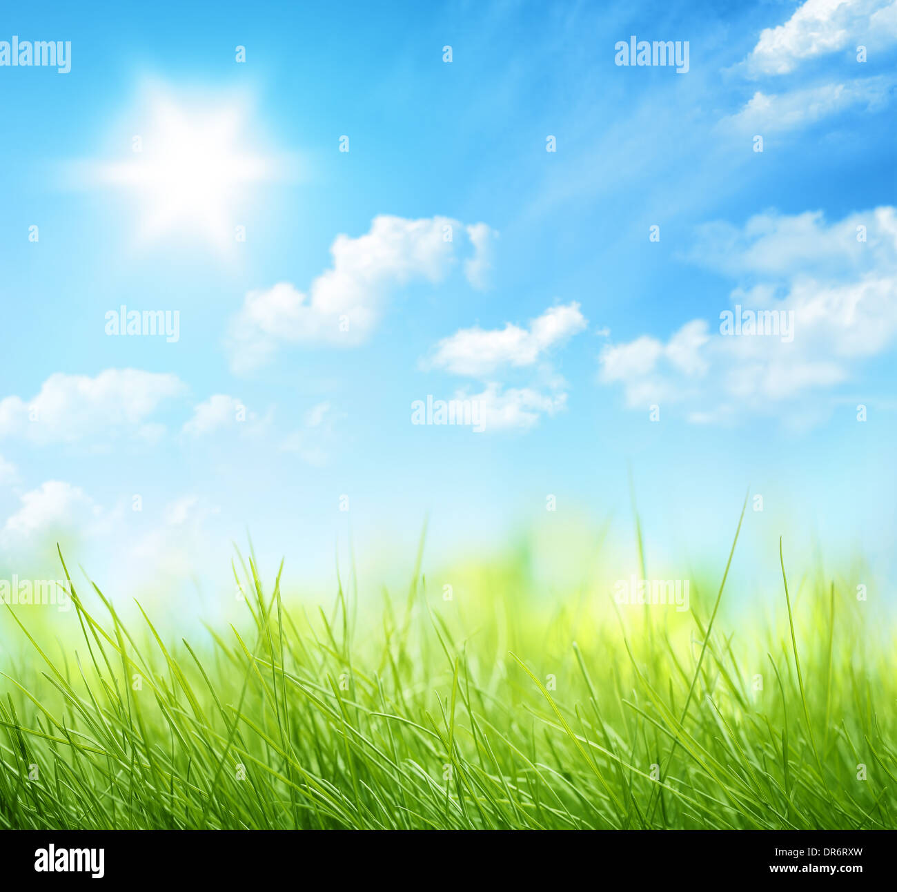 L'herbe fraîche à la lumière du soleil et ciel flou artistique Banque D'Images