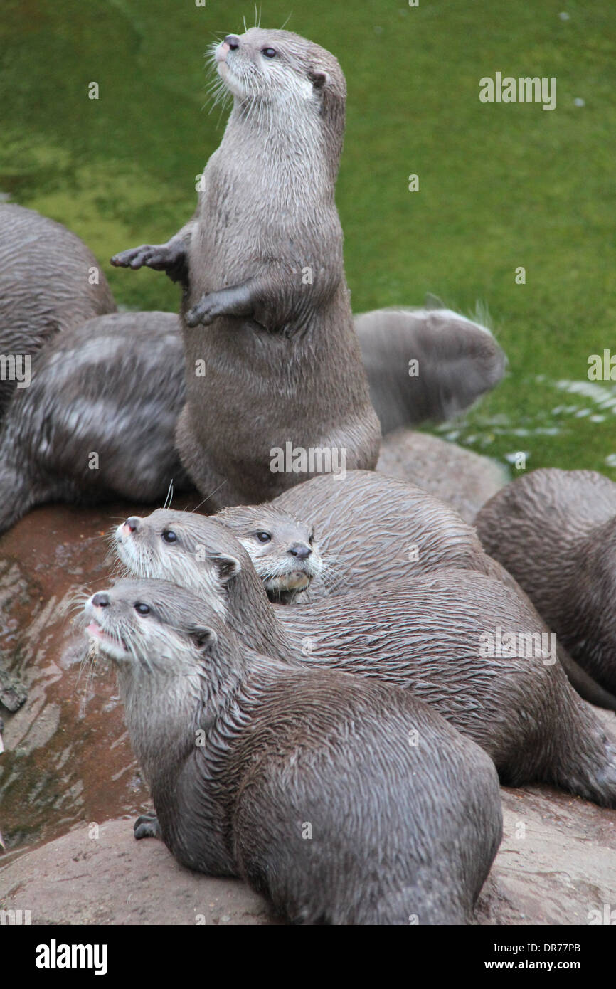 Famille des loutres au bord de l'eau Banque D'Images
