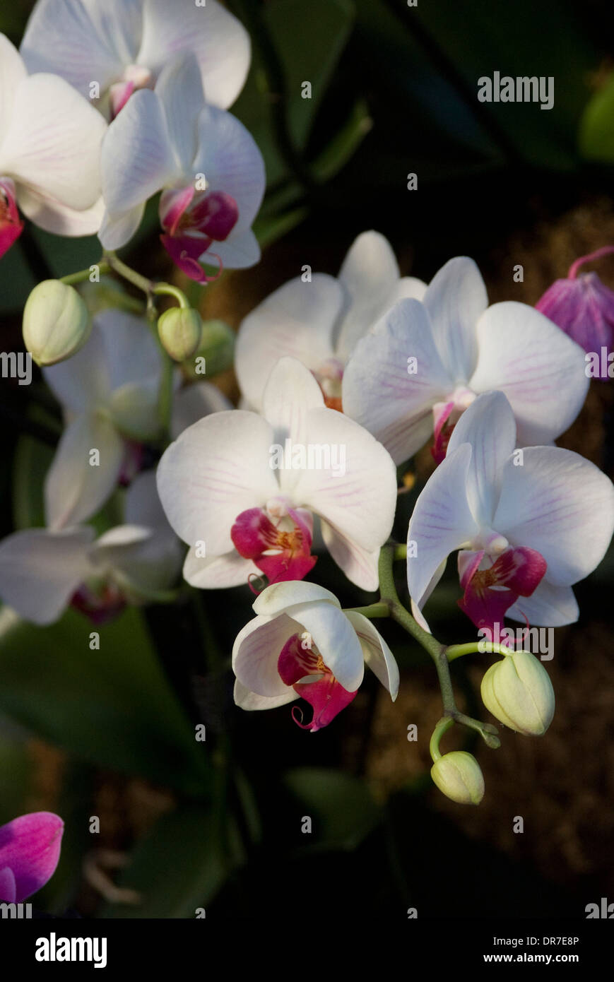 Orchidées sur l'affichage, Londres Banque D'Images