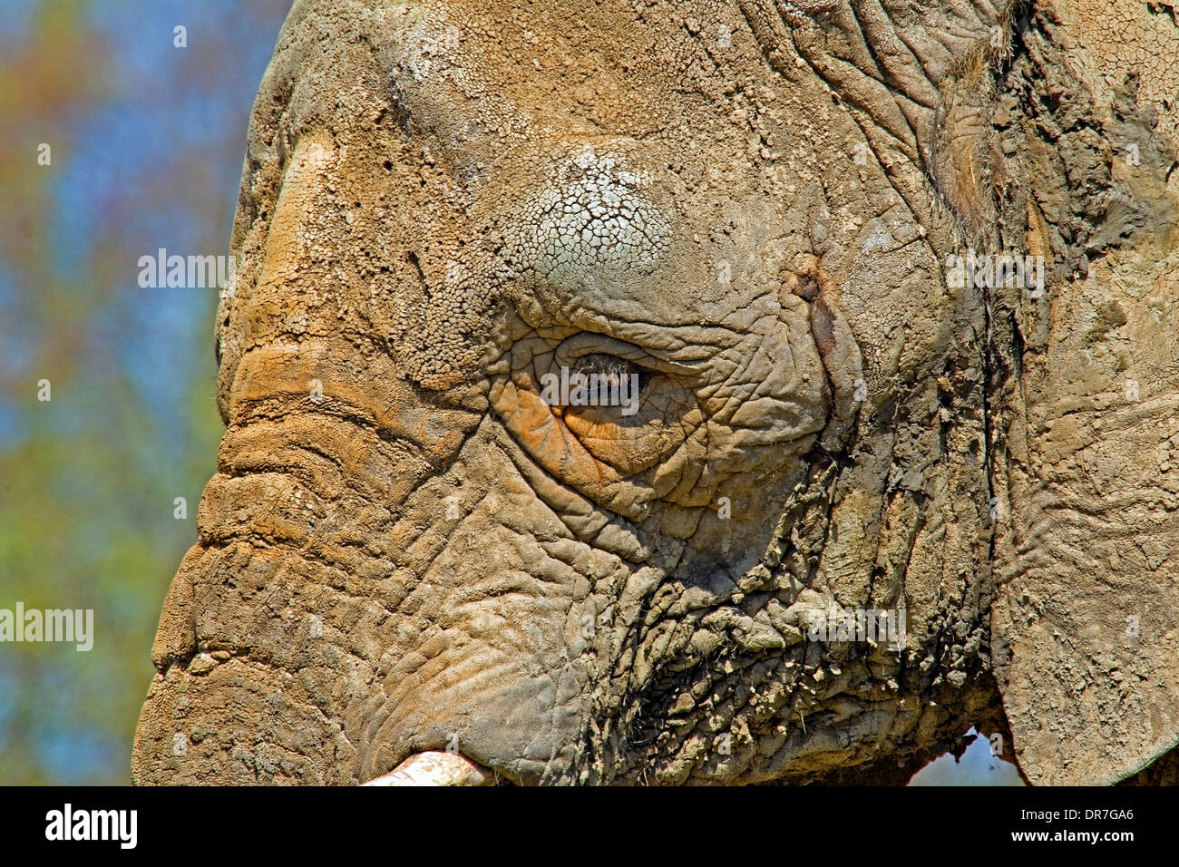 L'éléphant africain close-up head shot Banque D'Images