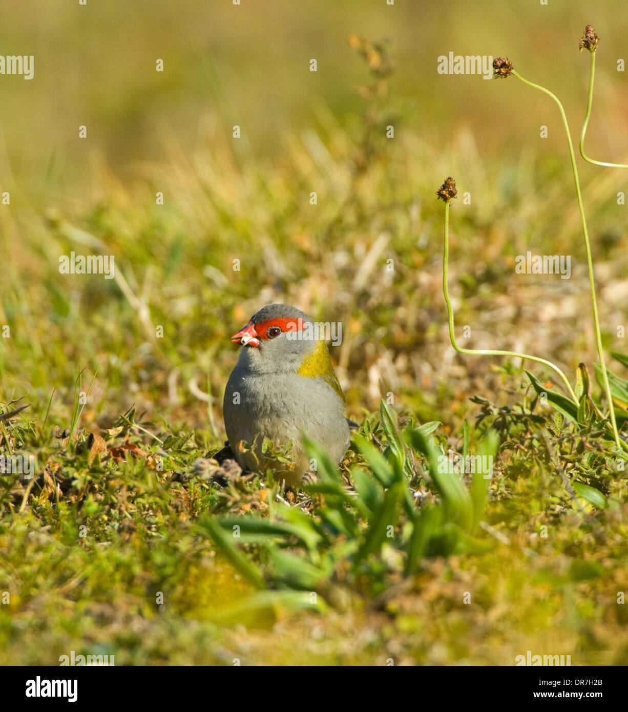 Red-browed Finch (Neochmia temporalis) - New South Wales - Australie Banque D'Images