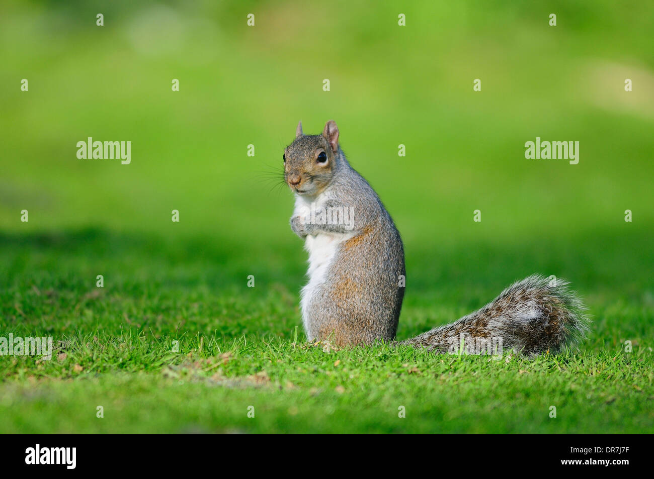 Un écureuil gris assis dans un champ UK Banque D'Images