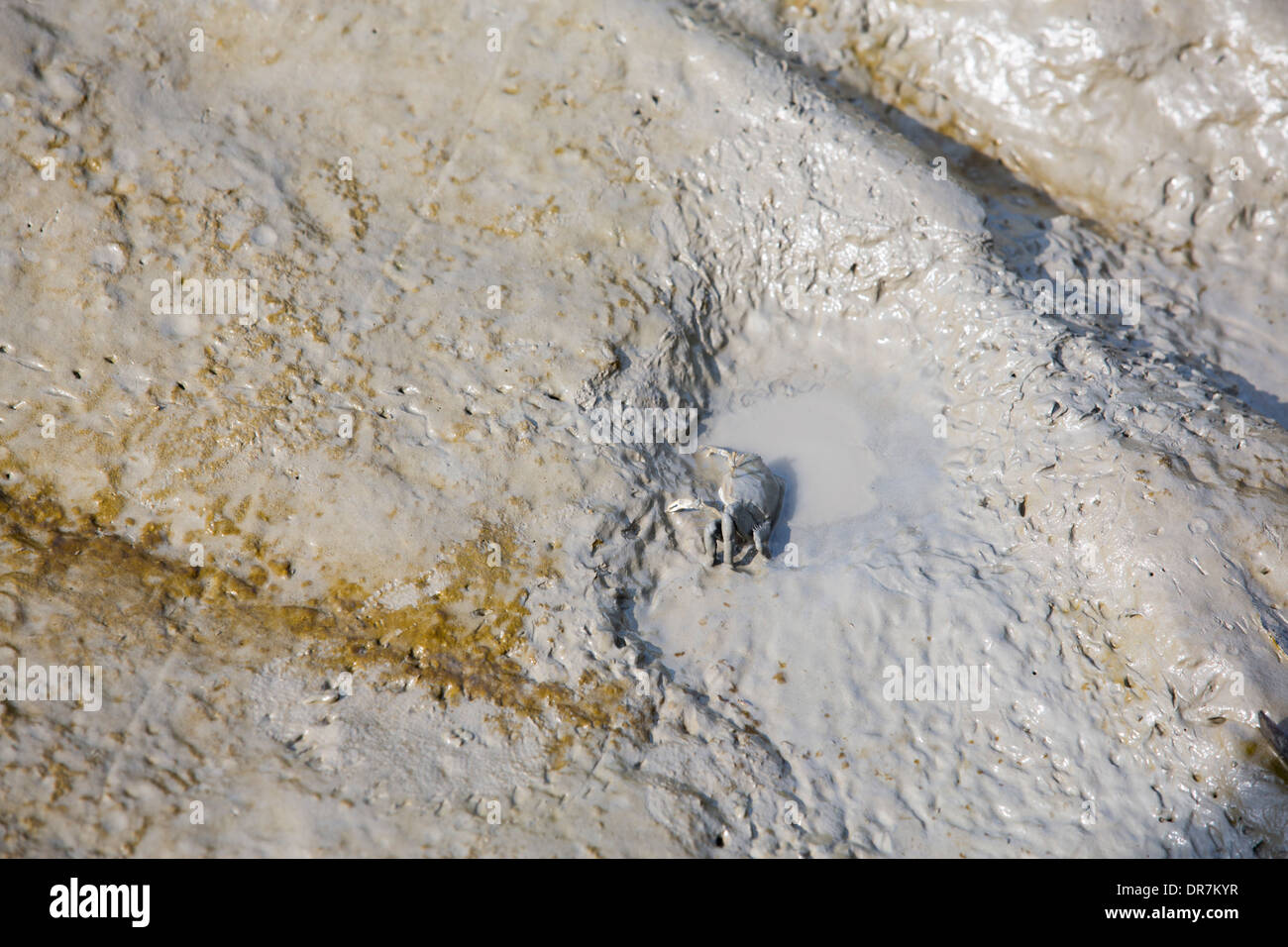 Pistes de crabe dans la vase à marée basse dans les Sunderbans, une zone de basse altitude du delta du Gange, en Inde. Banque D'Images