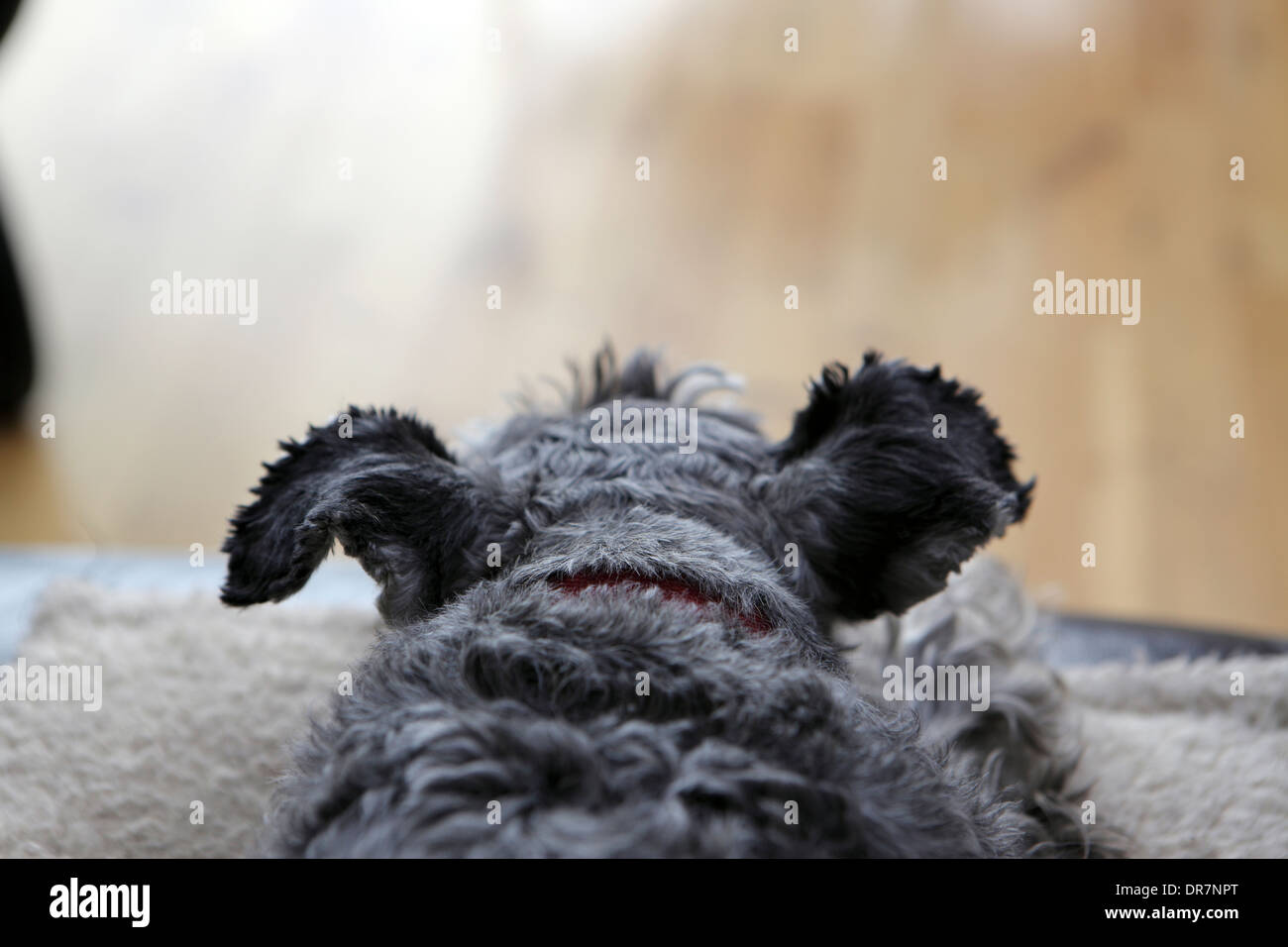 Le meilleur ami de l'homme, Schnauzer nain assis sur le canapé. Banque D'Images