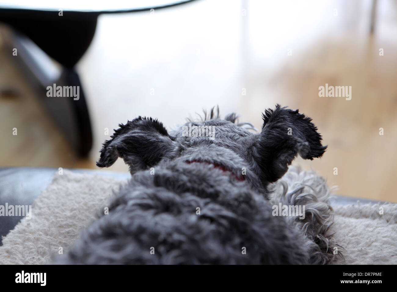 Le meilleur ami de l'homme, Schnauzer nain assis sur le canapé. Banque D'Images