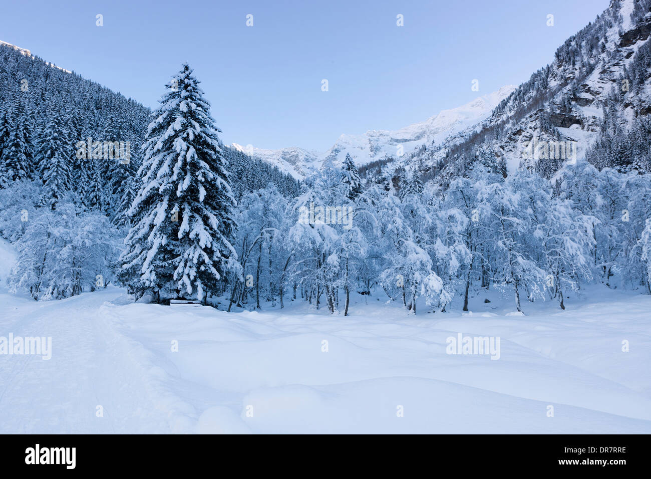 Forêt d'hiver dans la vallée de Vals, Vals, Steinach, Wipptal, Tyrol, Autriche Banque D'Images