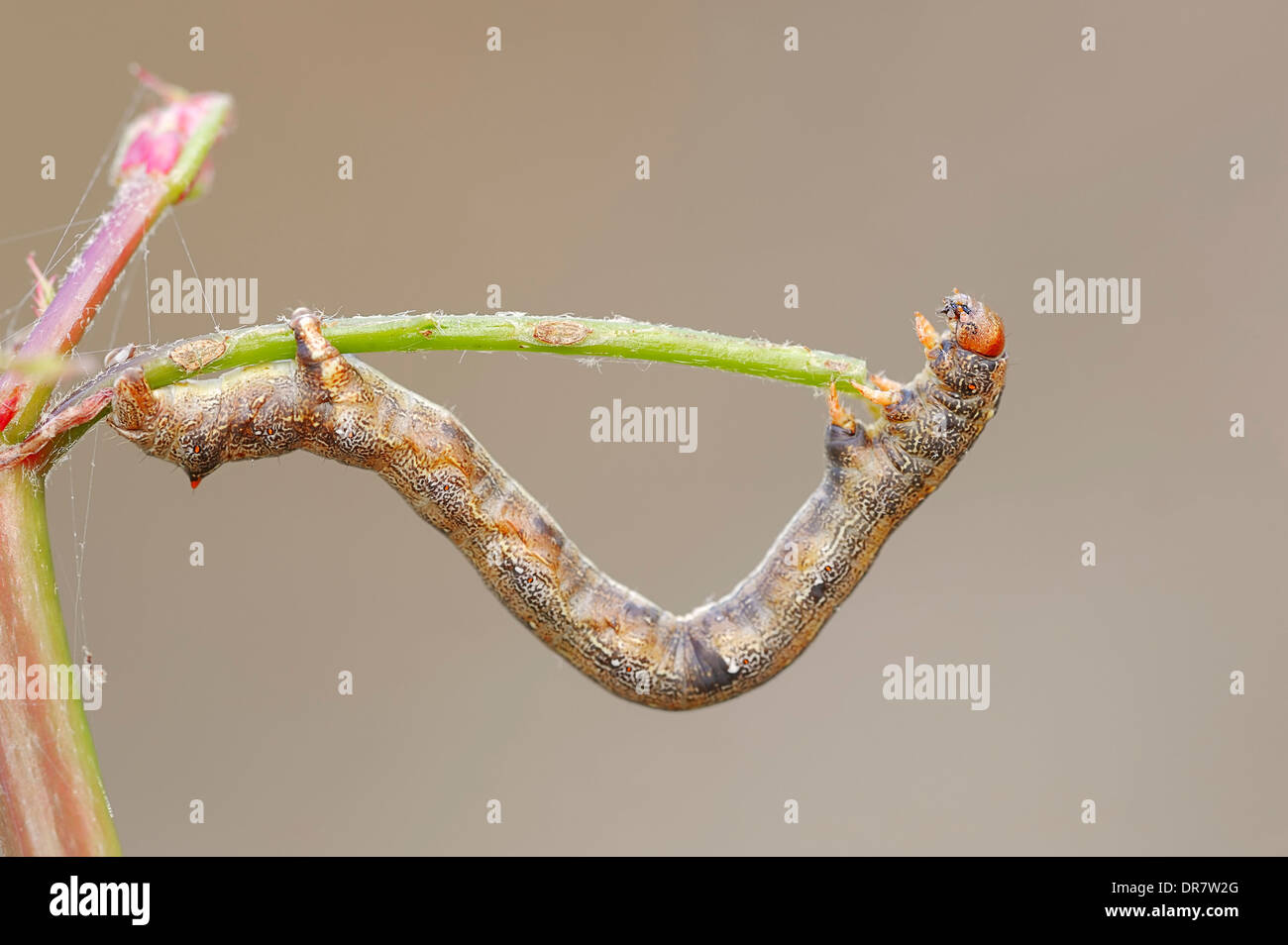 Caterpillar, espèce d'épine à plumes (Colotois pennaria), Gueldre, Pays-Bas Banque D'Images