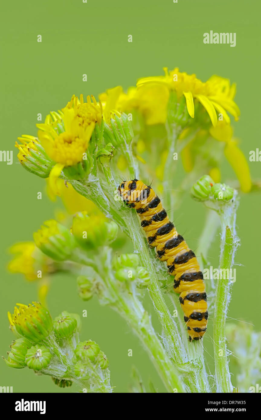 Caterpillar, Cinnebar Moth (Tyria jacobaeae), sur le séneçon jacobée (Senecio jacobaea Jacobaea vulgaris),, Banque D'Images