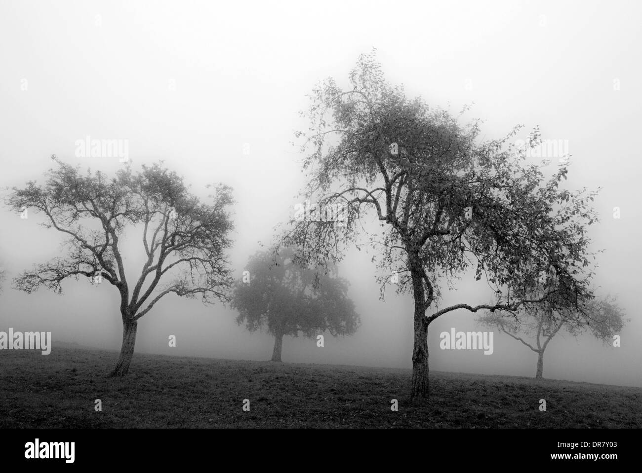 Les arbres avec du brouillard en automne, Mindelheim, Bavière, Allemagne Banque D'Images