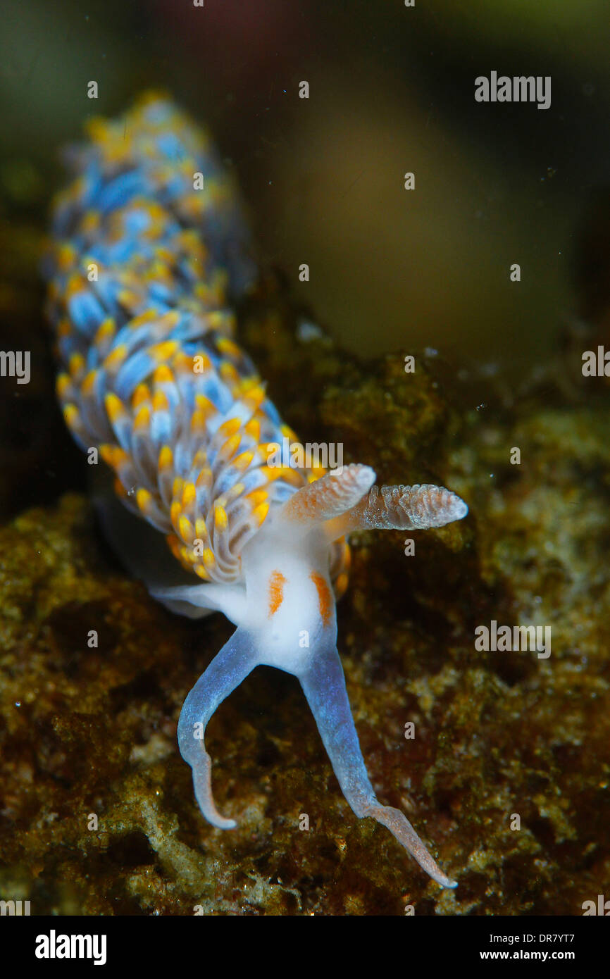 Nudibranches colorés de mollusques sont minuscules Banque D'Images