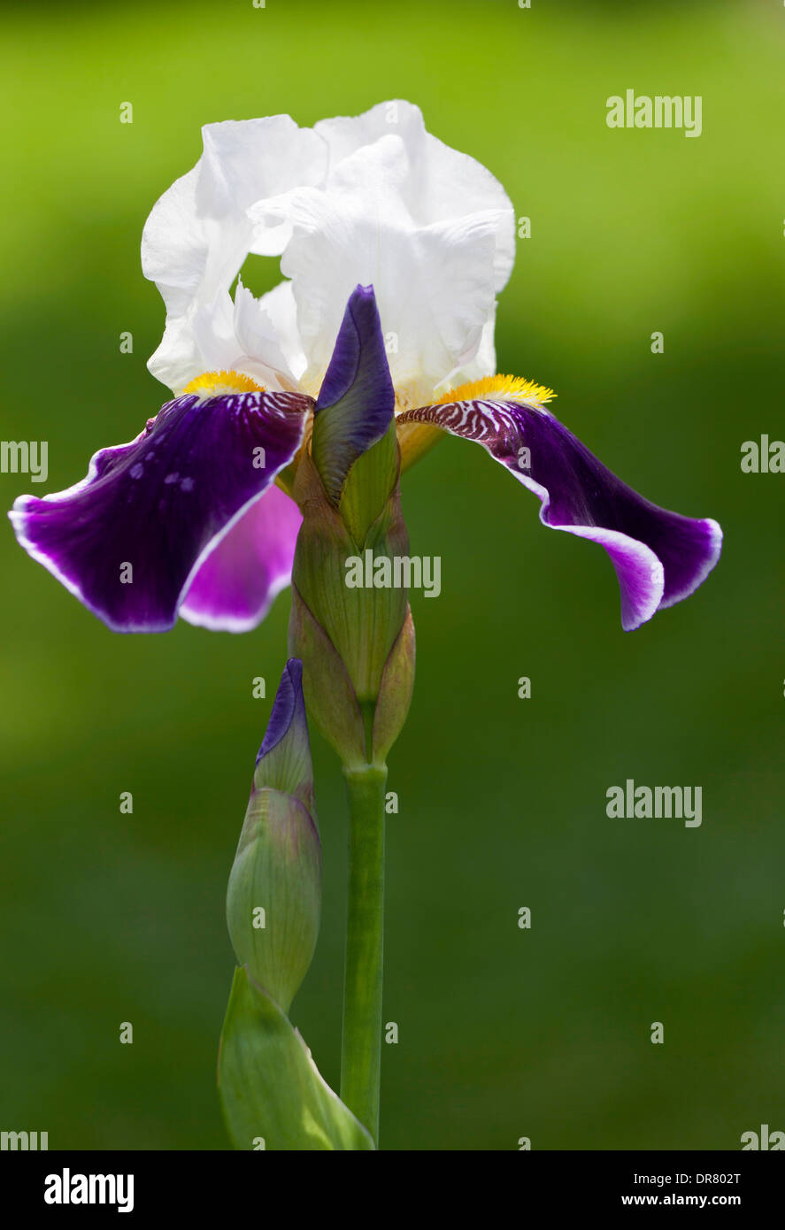 Violet-blanc Iris (Iris sp.), le sud de l'Allemagne, Allemagne Banque D'Images