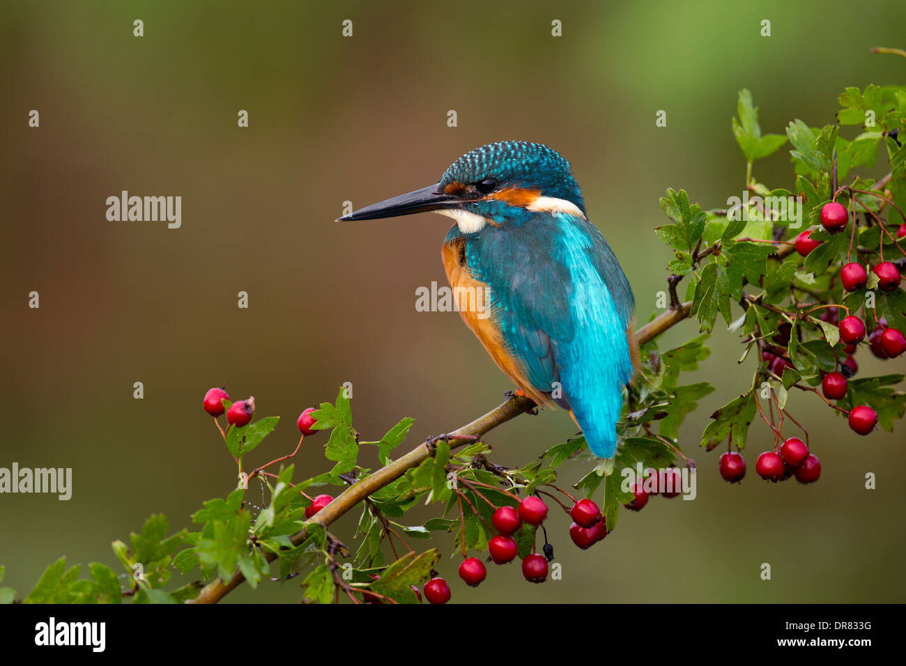 Kingfisher Alcedo atthis ; ; sur l'aubépine ; UK Banque D'Images