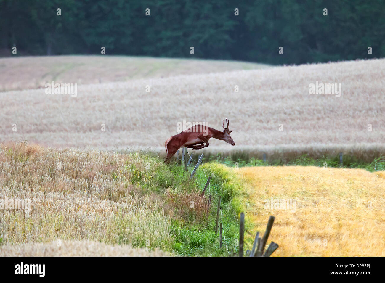 Red Deer (Cervus elaphus) stag jumping over fence entre champs de blé dans les terres agricoles à l'automne Banque D'Images