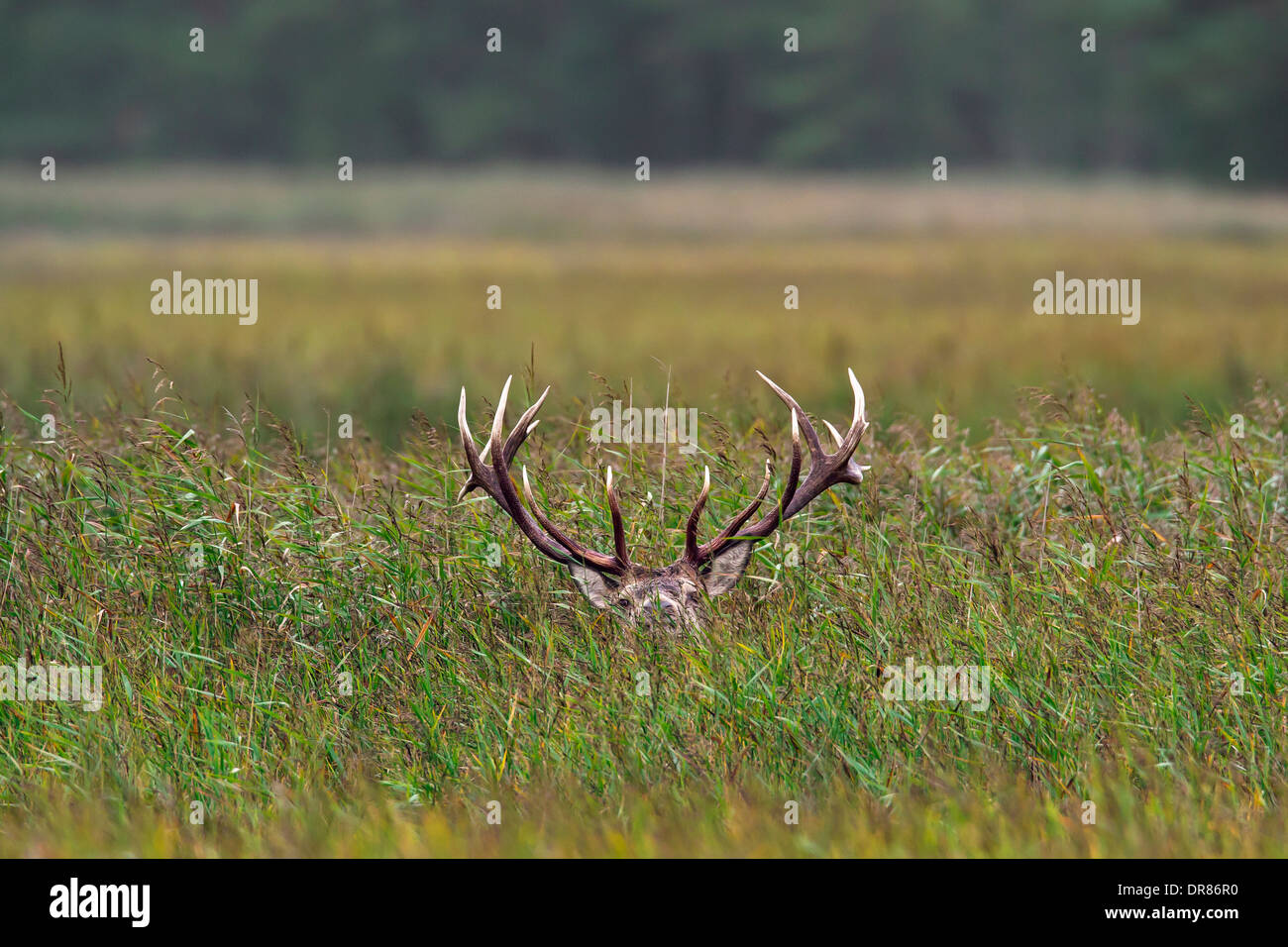 Red Deer (Cervus elaphus) stag cachés dans l'herbe reed durant la saison du rut en automne Banque D'Images