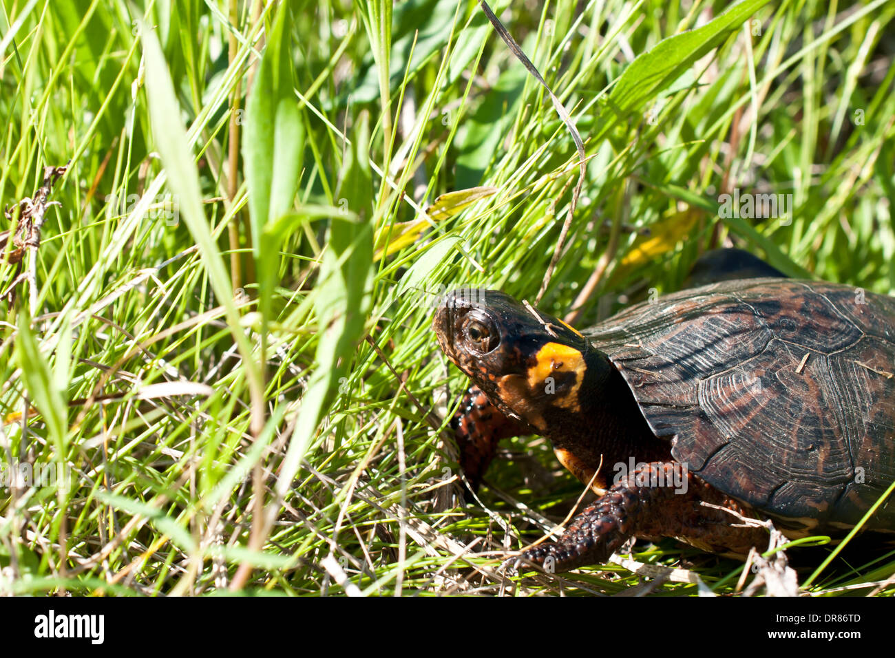 Tortue de marais Banque D'Images