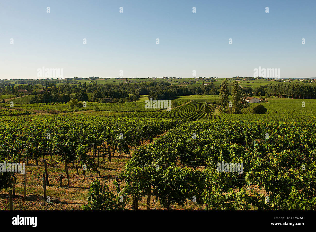 Vignoble de Saint-Emilion, France Banque D'Images