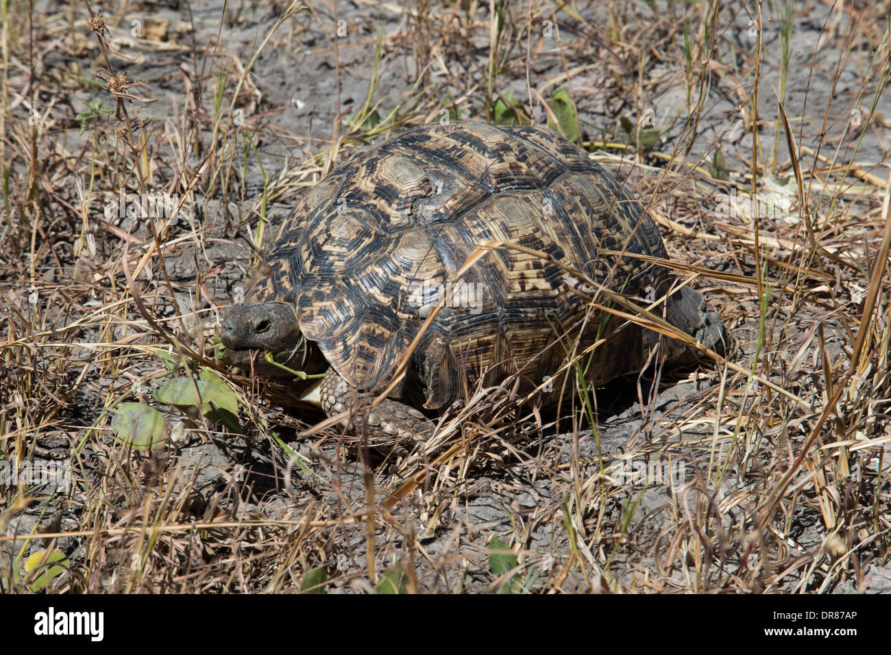 La tortue léopard Geochelone pardalis ( ) est une espèce de tortue et entouré de la famille Testudinidae vivant dans la savane Banque D'Images