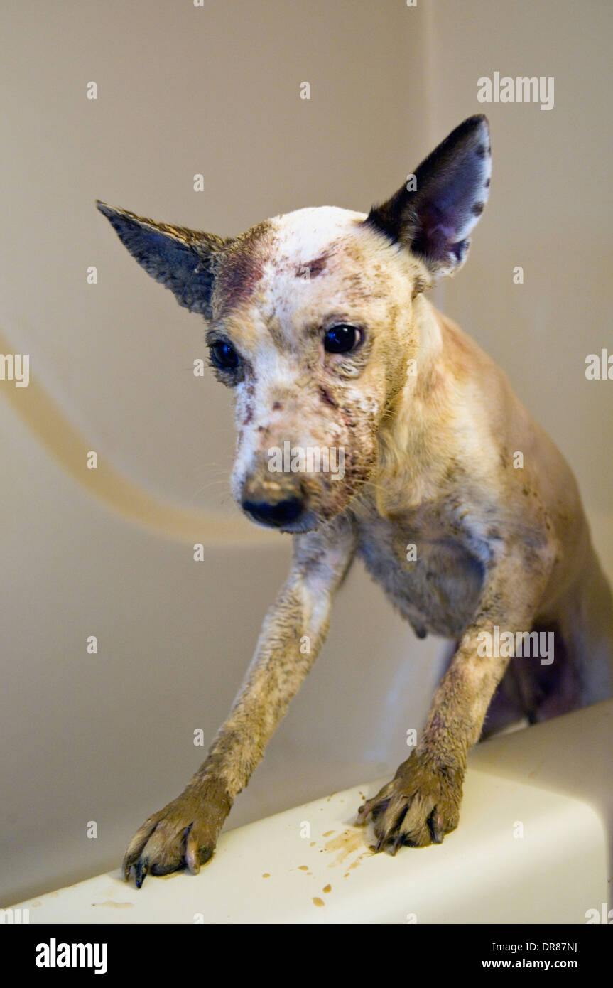 Dirty Jack Russell Terrier dans la baignoire Banque D'Images