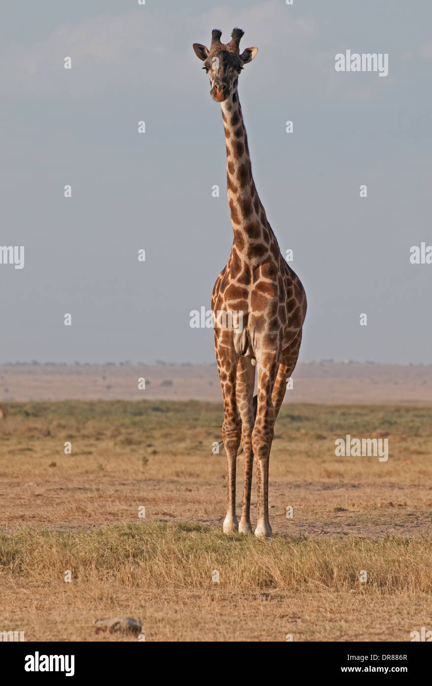 Girafe commun dans le Parc national Amboseli Kenya Afrique de l'Est Banque D'Images