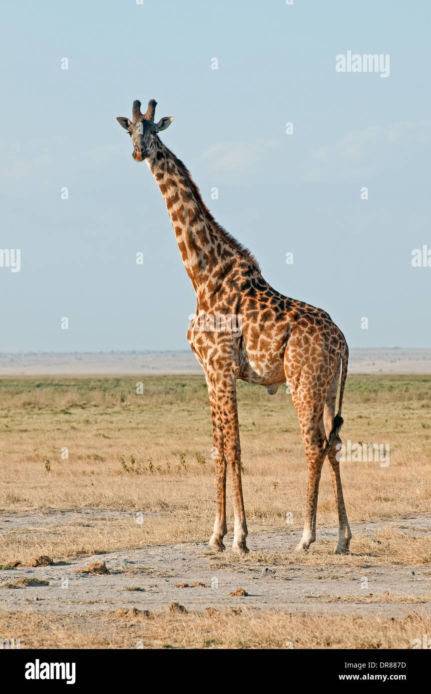 Girafe commun dans le Parc national Amboseli Kenya Afrique de l'Est Banque D'Images
