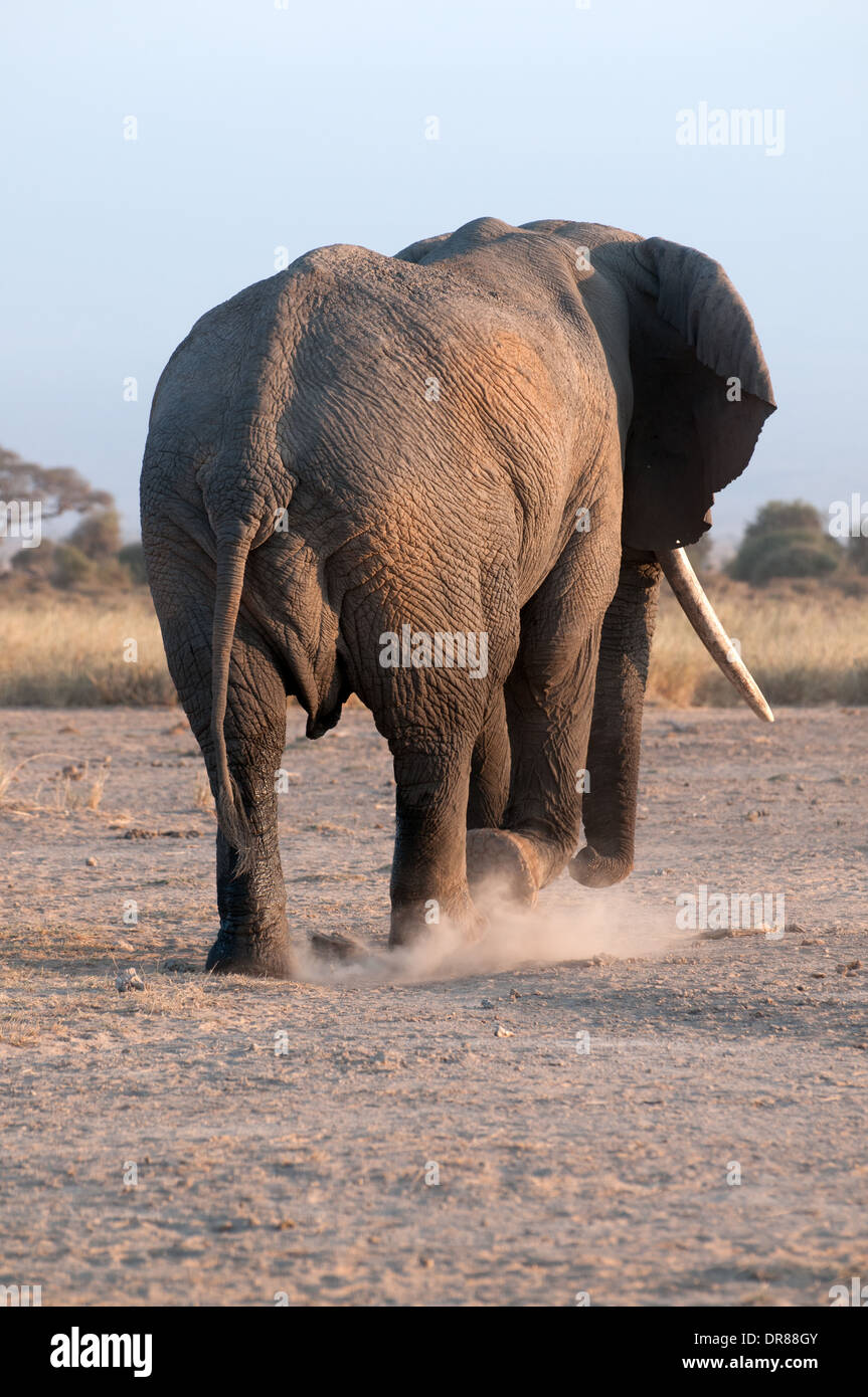 L'arrière de l'éléphant mâle mature avec de bonnes défenses de marche dans le Parc national Amboseli Kenya Afrique de l'Est Banque D'Images