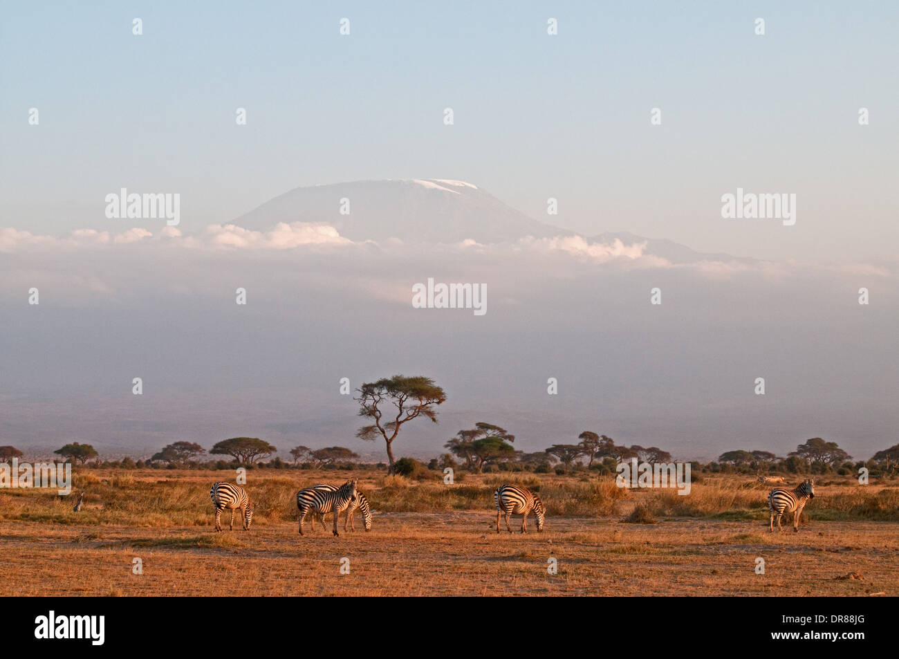 La moule commune et acacias sur les plaines au pied du Kilimandjaro, dans le Parc national Amboseli Kenya Afrique de l'Est Banque D'Images