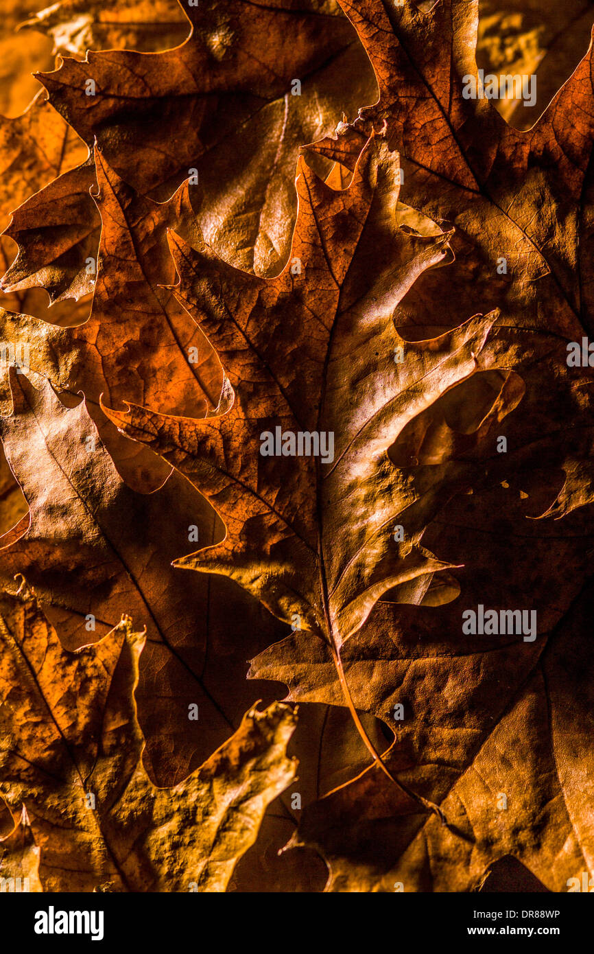 Feuilles de chêne d'automne tombées Banque D'Images