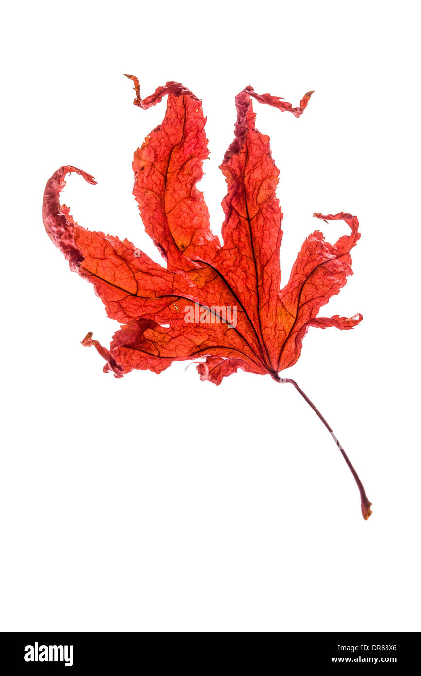 Photo studio de feuille d'érable japonaise déchue d'automne sur fond blanc. Banque D'Images