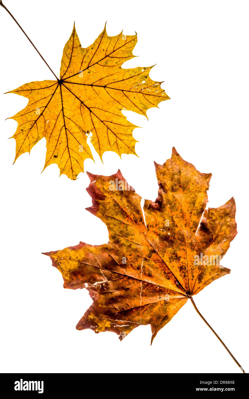 Photo studio de feuilles d'érable automnales tombées sur un fond blanc. Banque D'Images