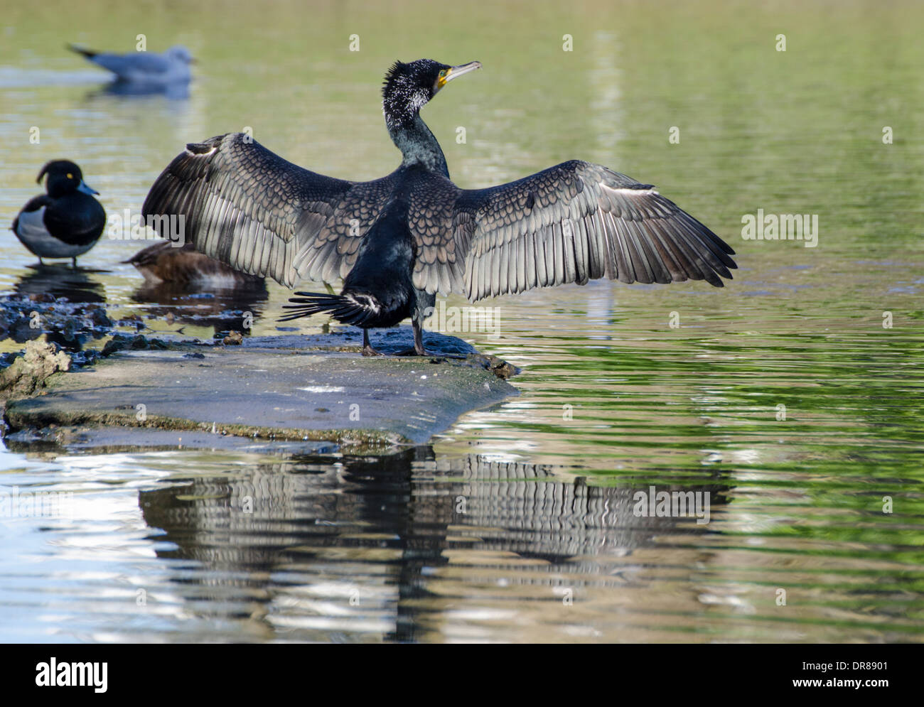 Des profils Cormoran (Phalacrocorax carbo) par un lac avec ses ailes déployées en hiver dans le West Sussex, Angleterre, Royaume-Uni. Banque D'Images