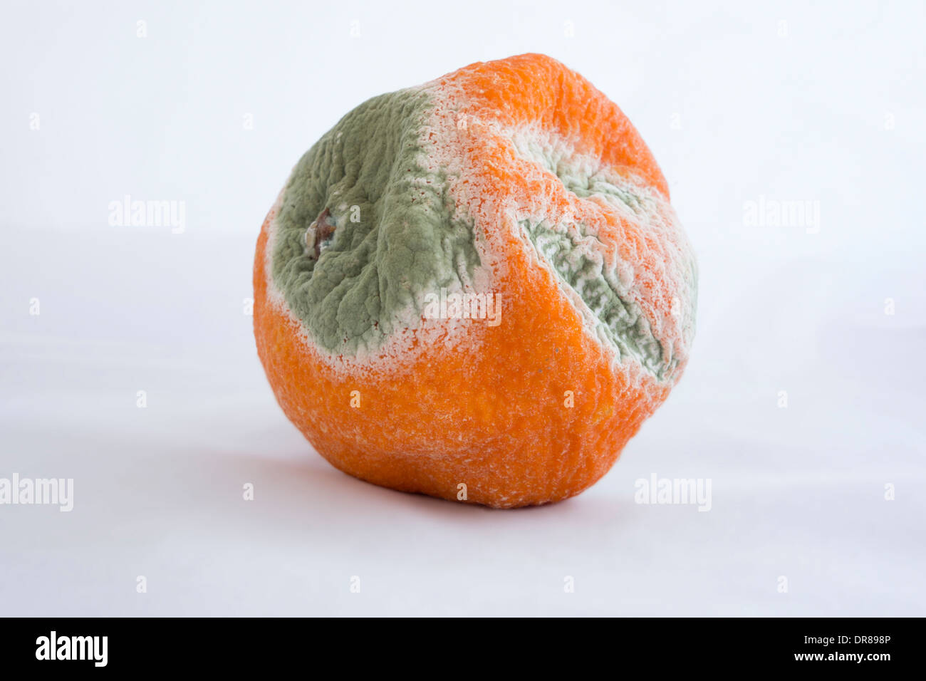 Passé son meilleur : la moisissure sur la peau d'une mandarine. Banque D'Images