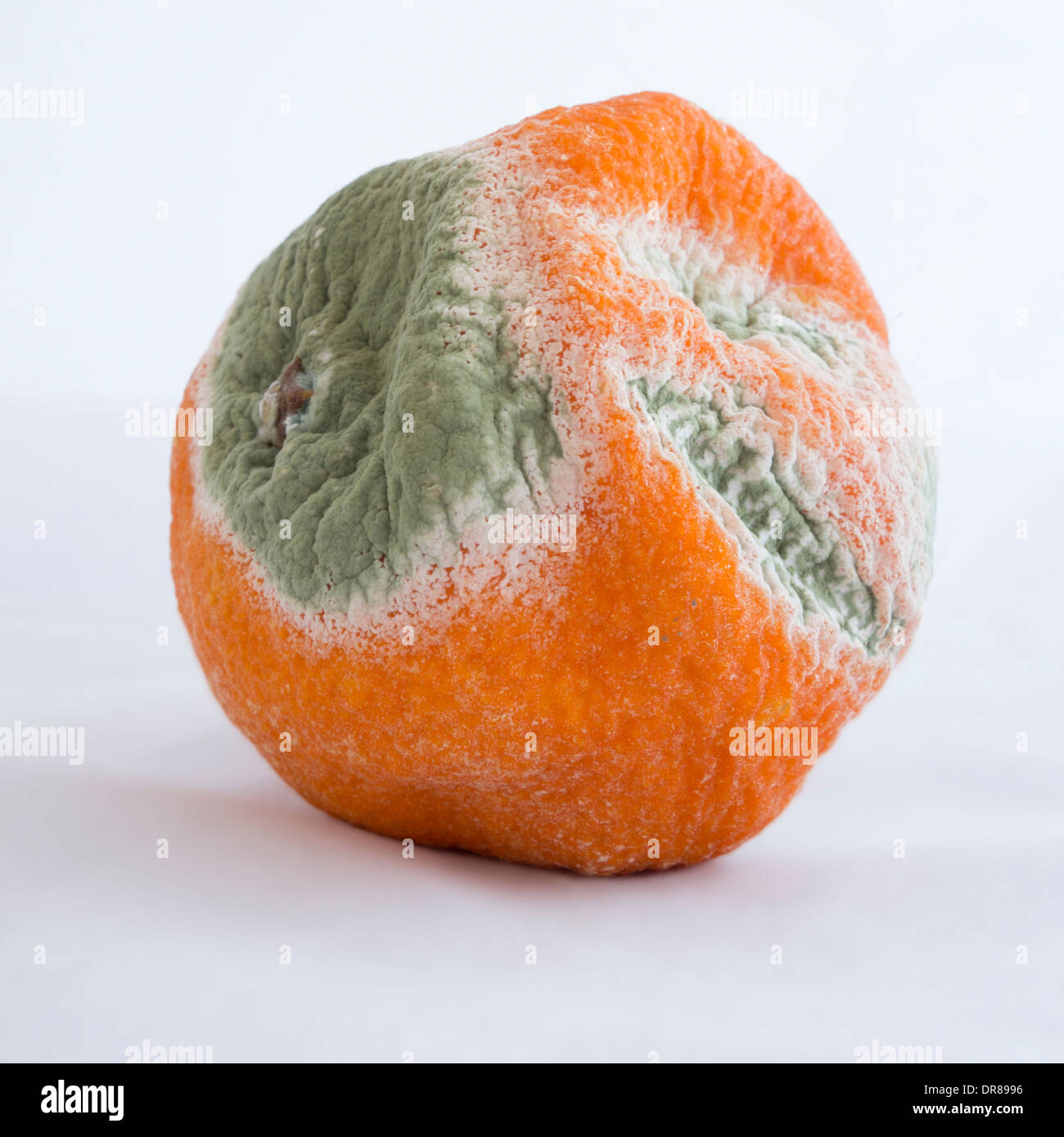Passé son meilleur : la moisissure sur la peau d'une mandarine. Banque D'Images