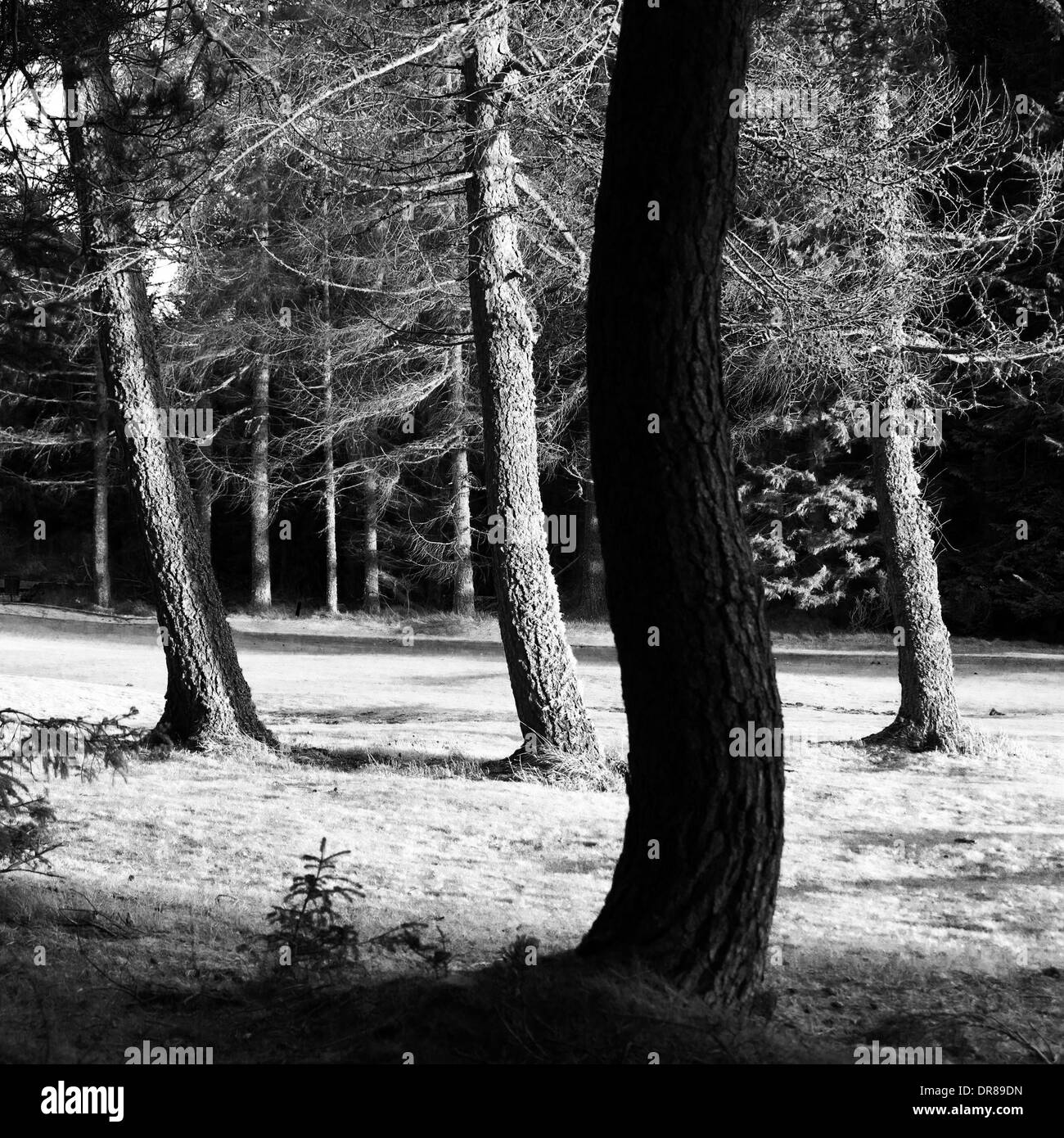 Noir et blanc - Forêt à pied à côté de Hazlehead Golf Course - Aberdeen - Ecosse - UK ville Banque D'Images