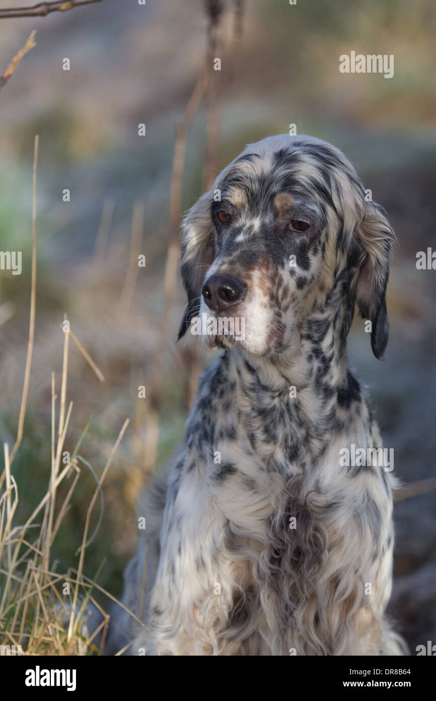 setter-anglais-et-irlandais-banque-de-photographies-et-d-images-haute