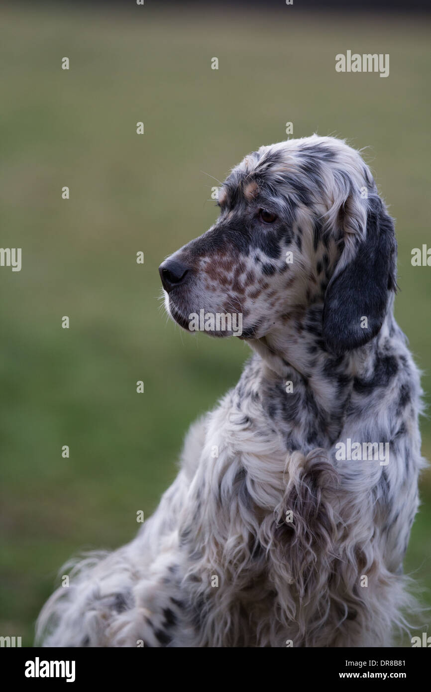 Setter anglais chien , Tri - Couleur femelle, tête et corps tourné Photo  Stock - Alamy