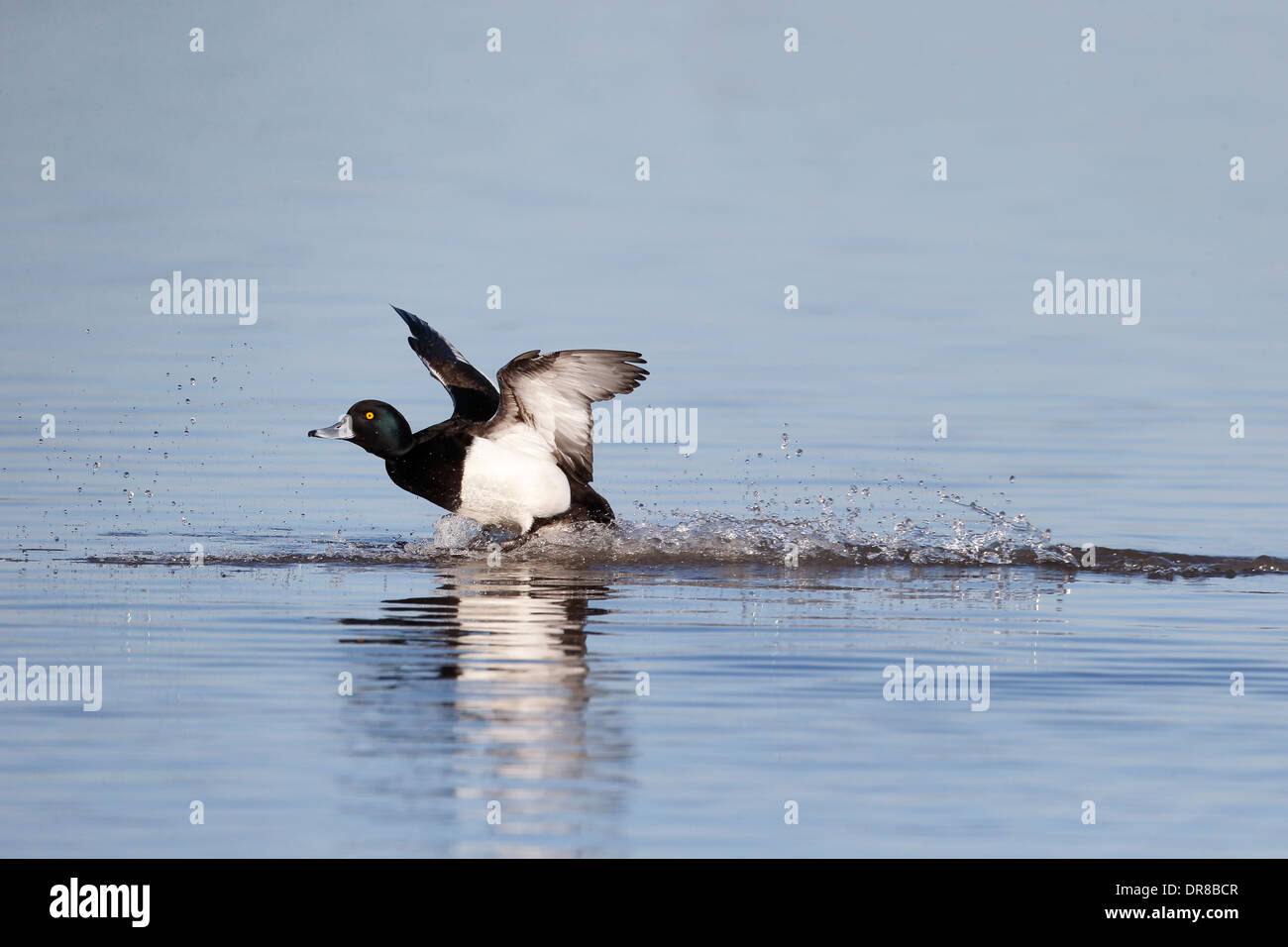 Fuligule morillon Aythya fuligula, seul oiseau, l'atterrissage sur l'eau, Gloucestershire, Janvier 2014 Banque D'Images
