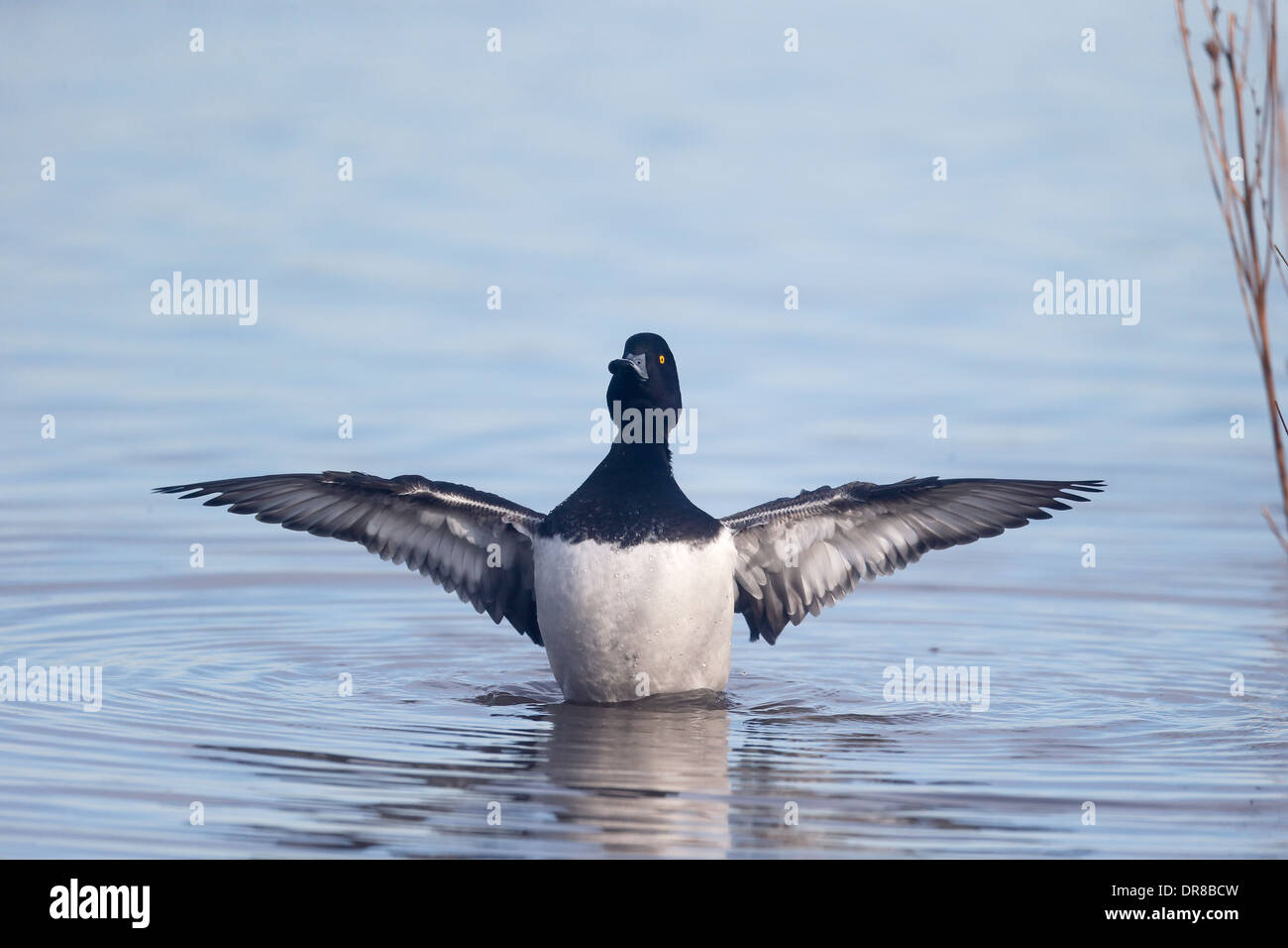 Fuligule morillon Aythya fuligula, seul oiseau, l'atterrissage sur l'eau, Gloucestershire, Janvier 2014 Banque D'Images
