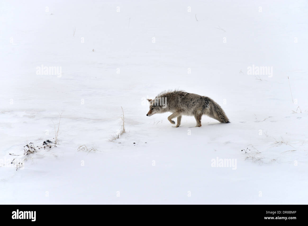 Coyote solitaire traquant un petit animal de proie Banque D'Images