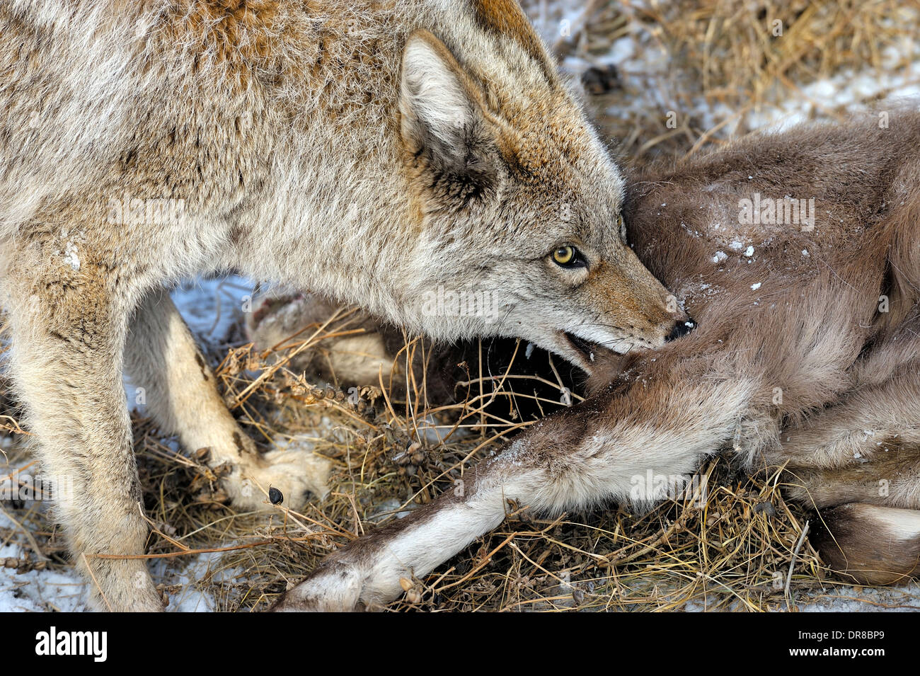 Un coyote avec un bébé mouflons qu'il a juste tué pour la nourriture. Banque D'Images
