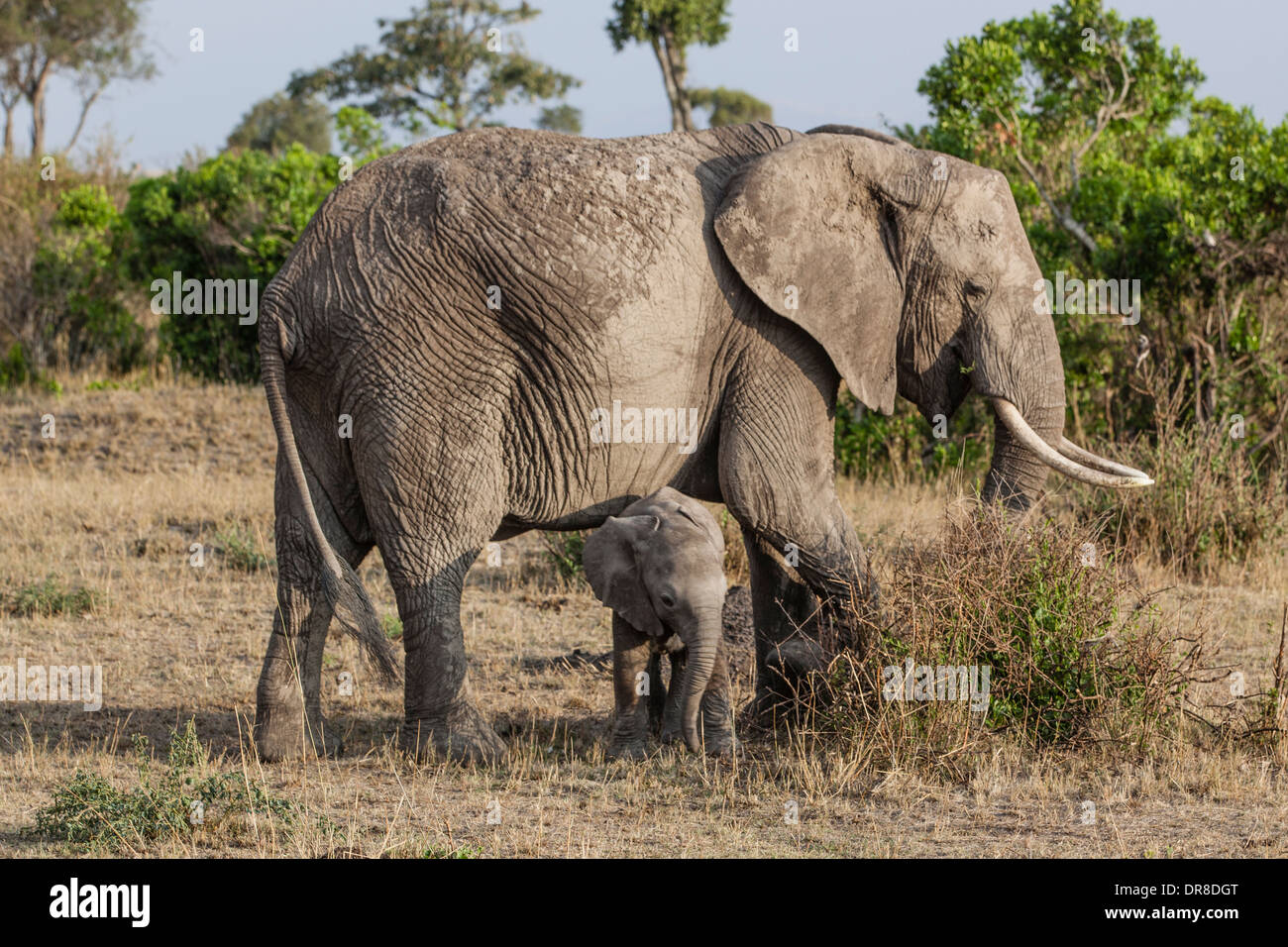 L'éléphant femelle et son veau, Masai Mara, Kenya Banque D'Images