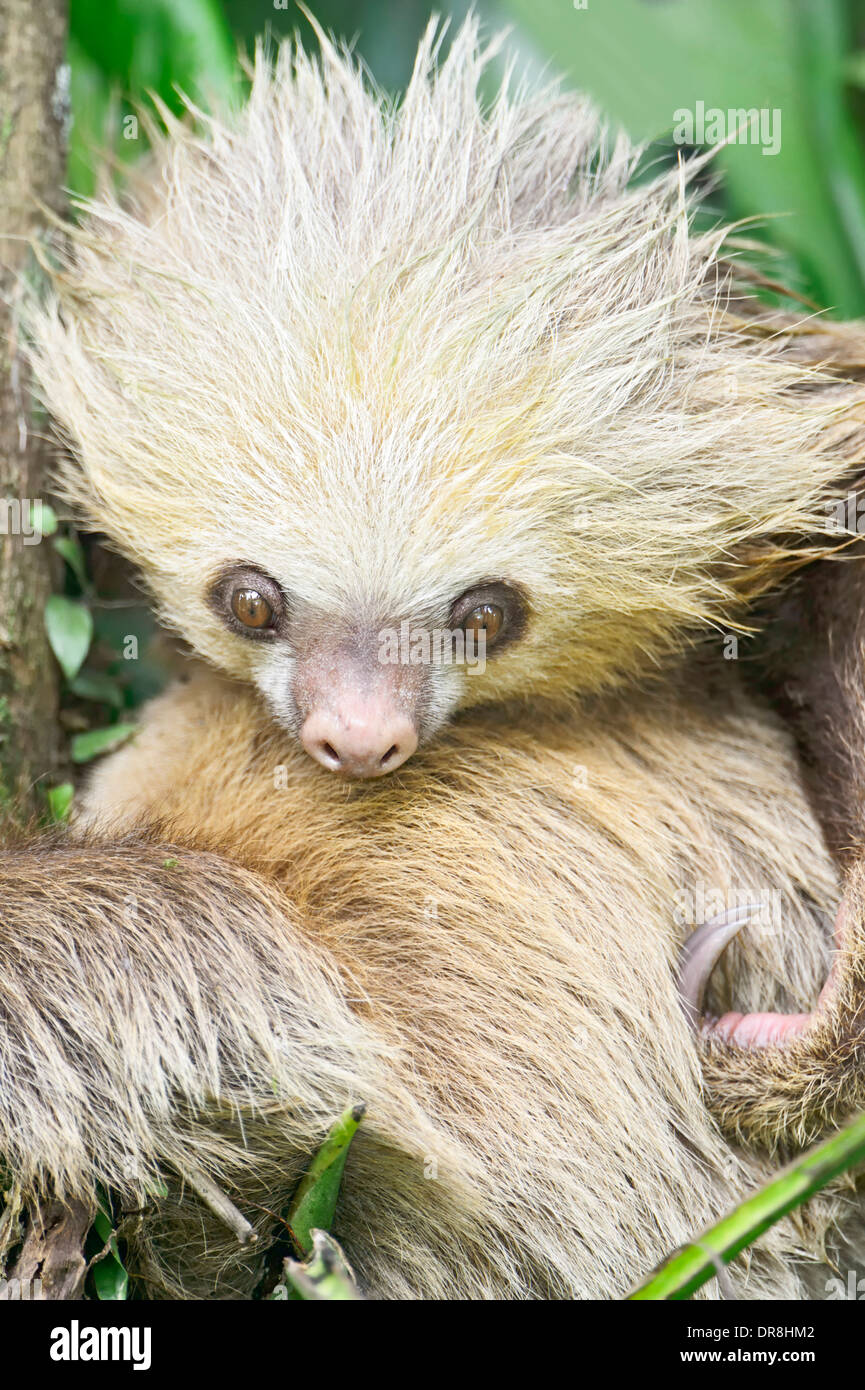 Un jeune deux-toed sloth se reposant dans un arbre au Costa Rica. Banque D'Images