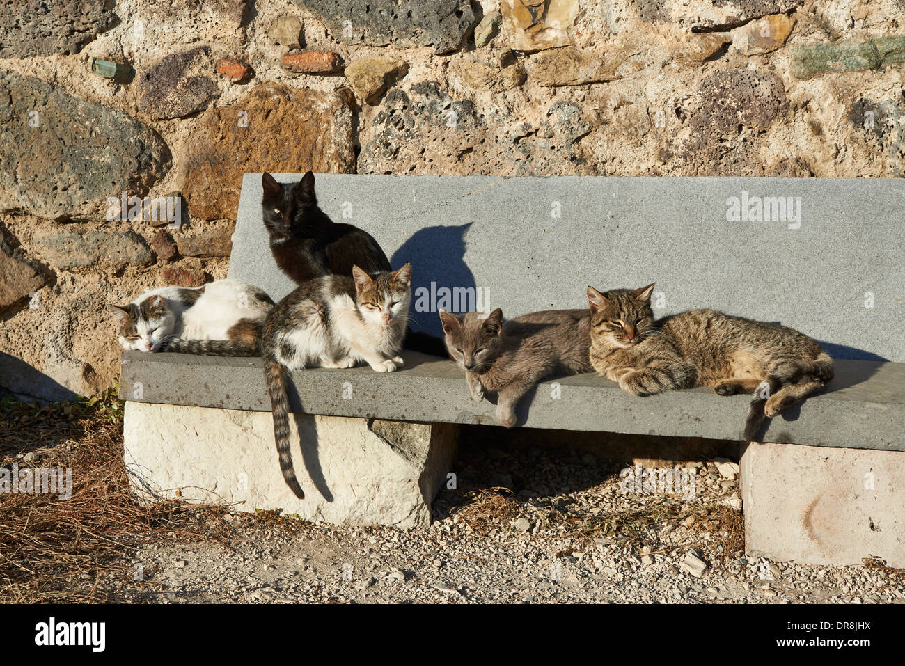 Groupe de chats à forteresse médiévale, Dmanisi, Kvemo Kartli, Géorgie Banque D'Images