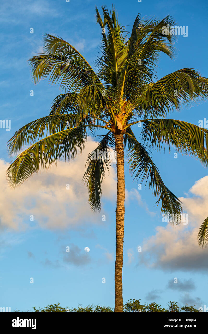 Beaux cocotiers trouvés sur l'île de Maui, Hawaii. Banque D'Images
